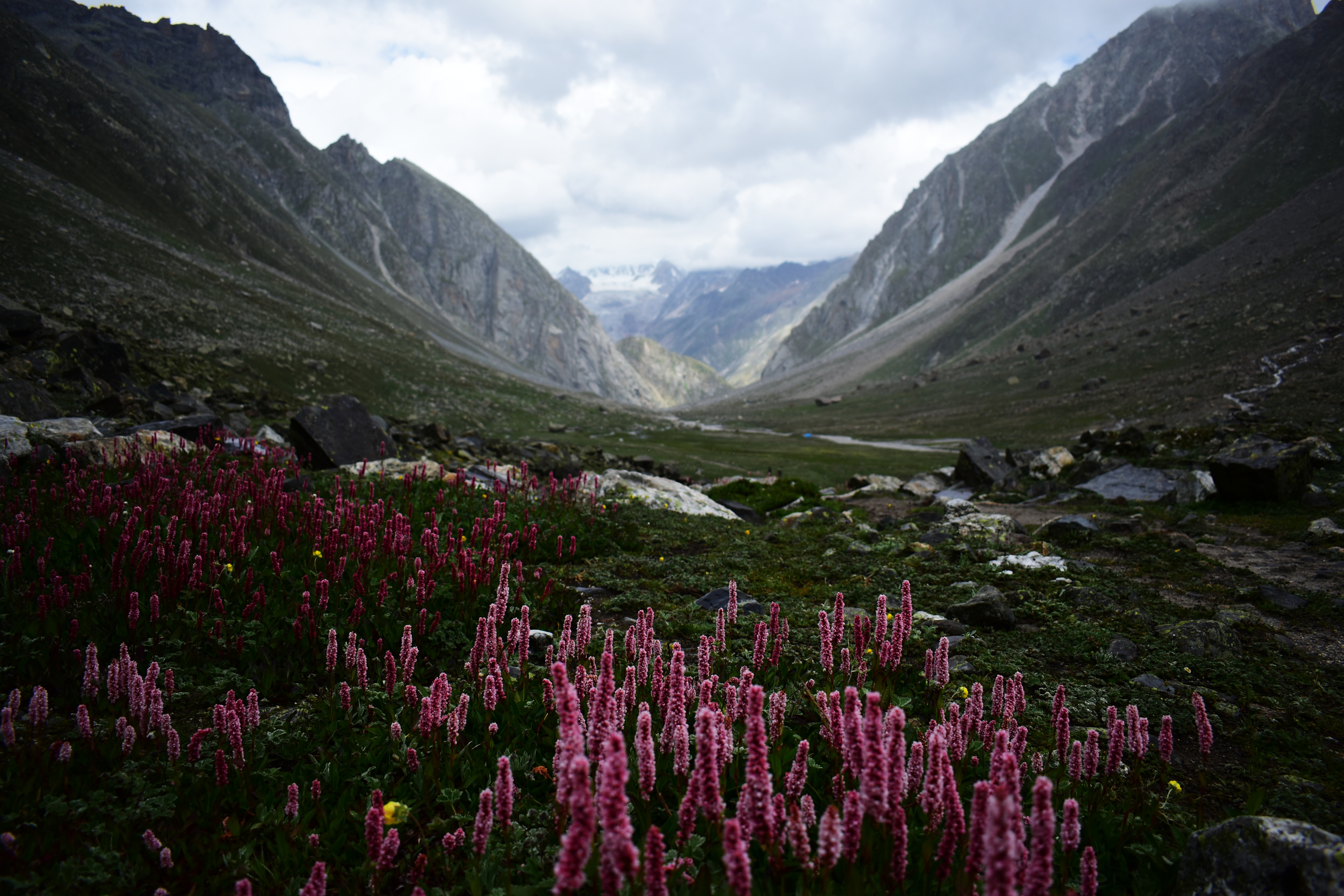 Flowers along Hampta Pass Trek
